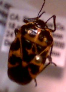 harlequin bug