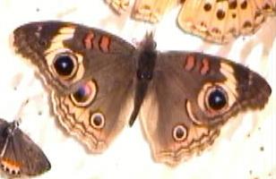 buckeye butterfly