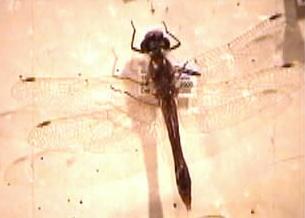 common skimmer dragonfly