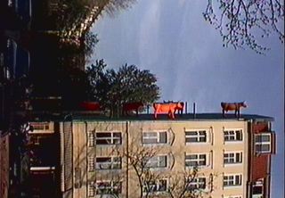 berlin bovines