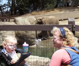 zoo elephant