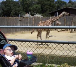 zoo giraffe